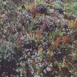 Voyage Motorama — Voyage